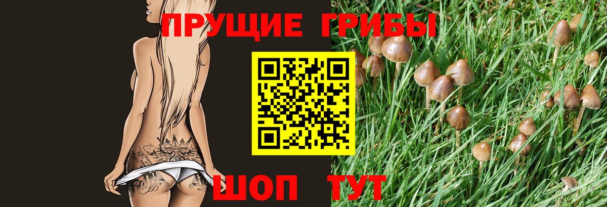 Светлоград  Псилоцибиновые грибы Psilocybe  Вход с VPN 