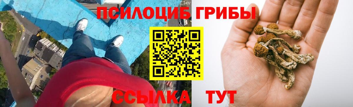 Псилоцибиновые грибы Psilocybe Светлоград
